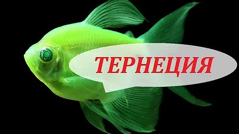 Тернеции в аквариуме. Глофиш, карамелька. Размножение, содержание и чем кормить.
