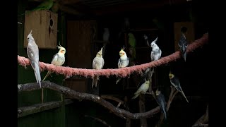 💕Two birds in love😍 #bride_Dutch #birds #Netherlands #Jungle