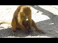 Busy babouin