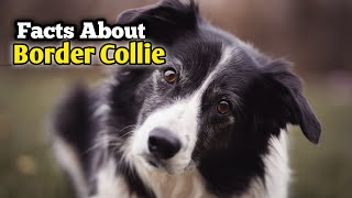 Interesting Facts About Border Collies ||Border Collie facts