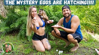 Mystery Eggs are HATCHING! What are they???