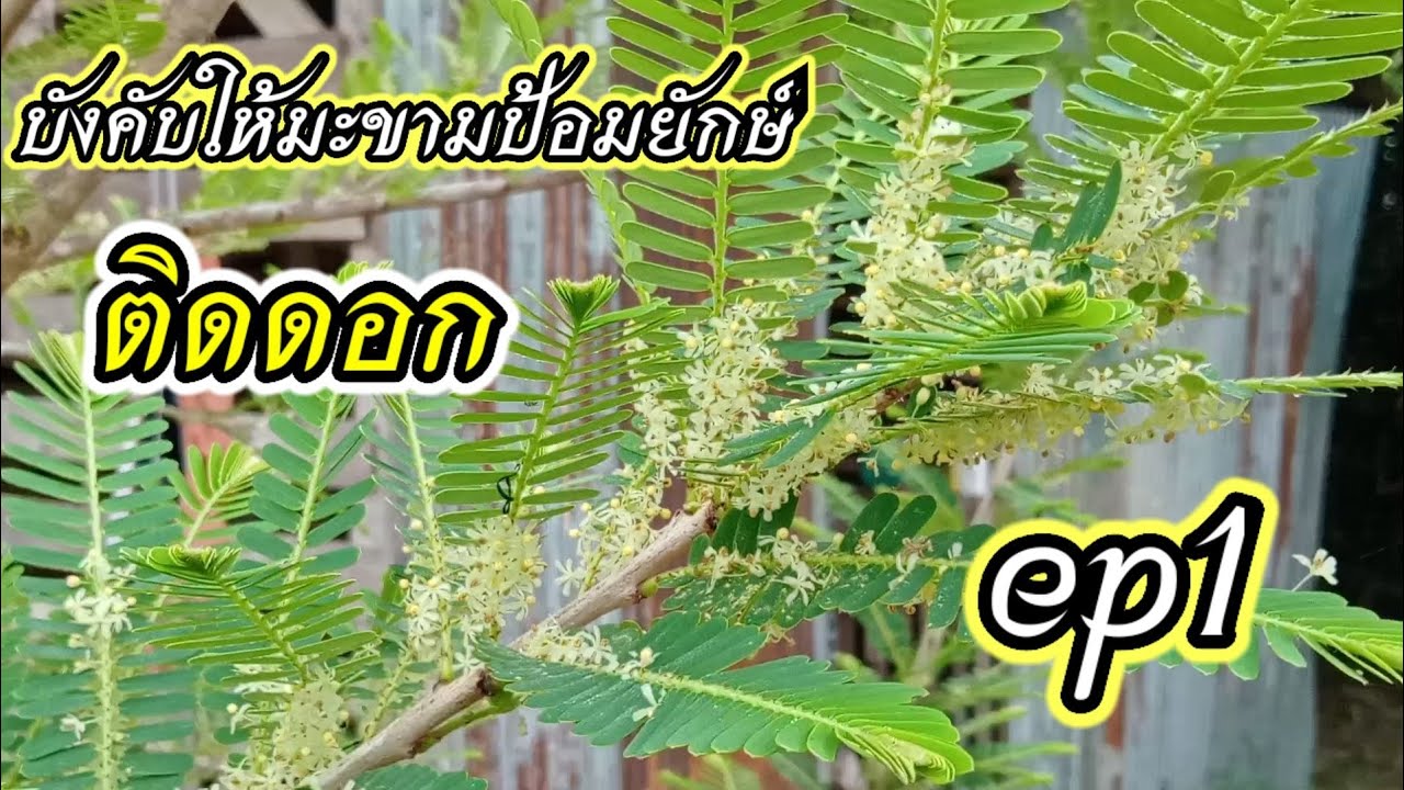 วีธีบังคับให้มะขามป้อมยักติดดอก ep1