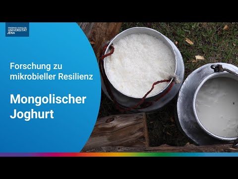 Mongolian yoghurt: research