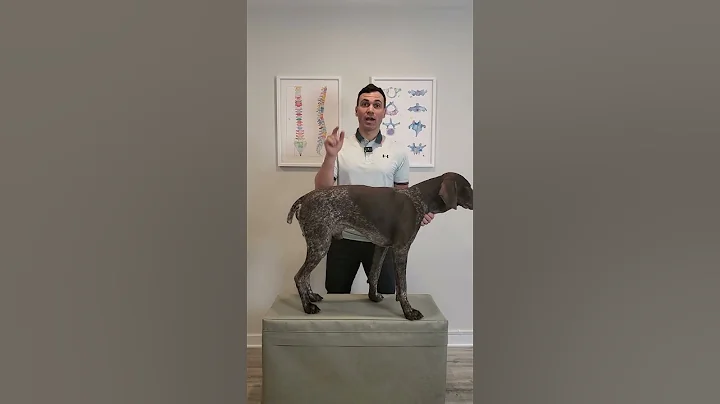 Do Not Pick Your Dog Up Like This