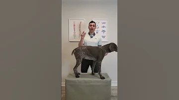 Do Not Pick Your Dog Up Like This 