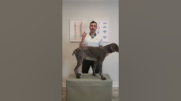 Til uw hond niet op deze manier op