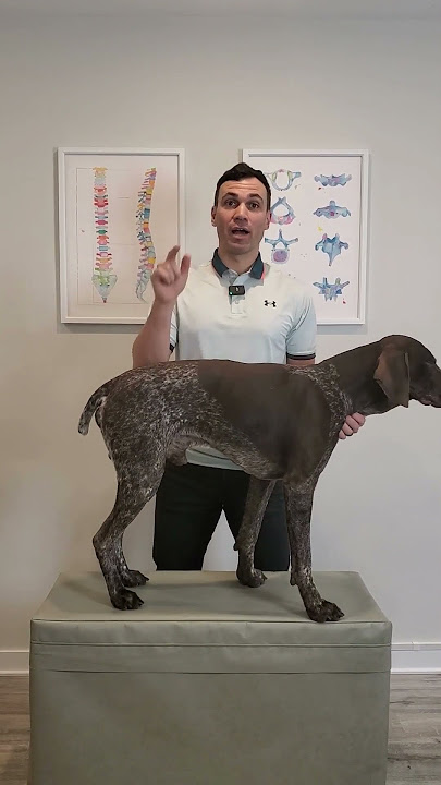 Do Not Pick Your Dog Up Like This