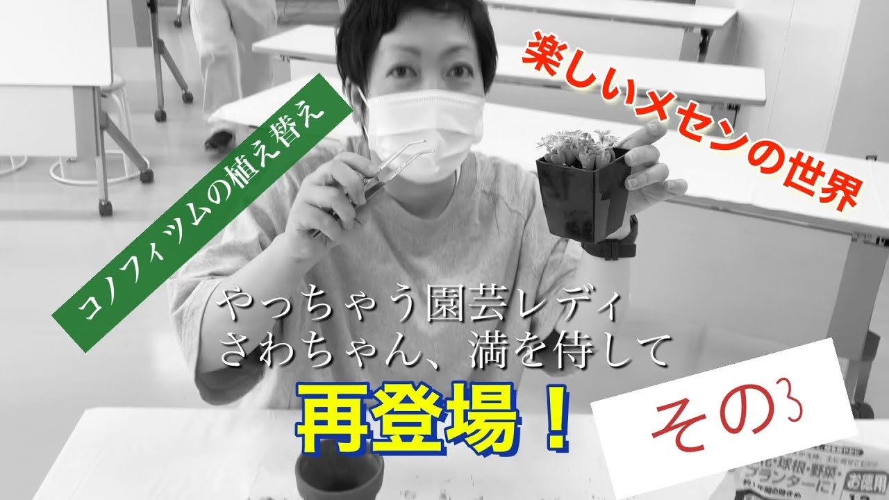楽しいメセンの世界 その3 コノフィツムの植替え - YouTube