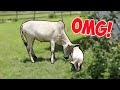 MINI PIG MEETS MINI COW FOR THE FIRST TIME! | Weekend In My Life!