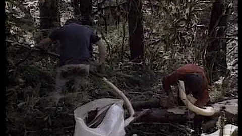 The Yew Tree - Harvesting Hope for Cancer Victims