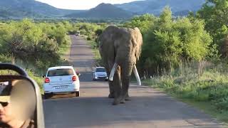 The Elephant Attack Amarula