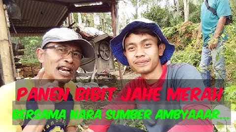 AMBYAAAR... PANEN BIBIT JAHE MERAH BIKIN UANG MAKIN MELIMPAH RUAH