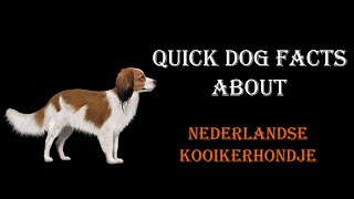 Quick Dog Facts About The Nederlandse Kooikerhondje!