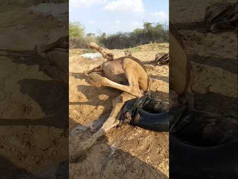 ش ي ء غ ر يب خ ل ف ال ج م ل ص اح ب ه ي ص ب ال م اء ع ل ي ه ث م ي خ ر ج ه ب ح ذ ر