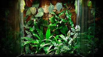 Rainforest Bioactive Terrarium Build "Flying Frogs" | Electra Snow