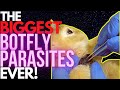 The Most Satisfying BOTFLY REMOVALS | These are way too HUGE... HERE IS THE STORY