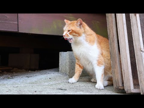 野良猫ちゅーる 240427 - YouTube