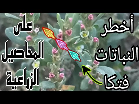 نبات يتسبب في خنق القنوات المائية وتدمير الموائل الطبيعية عصا الراعي البطباط الياباني