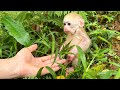 Baby monkey jic jic abandoned was brought home by dad to care for