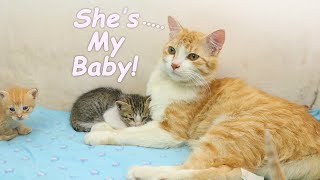 Foster Dad Cat is Proud of a Brave ADOPTED KITTEN he Loves, POOR KITTEN Nursed by Foster MOM CAT