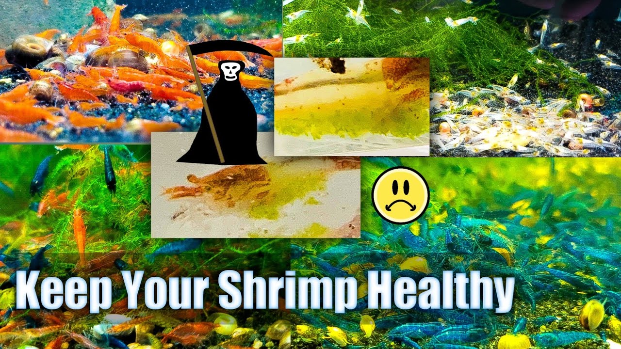 Как сохранить здоровье креветок: как избежать болезней и паразитов у креветок