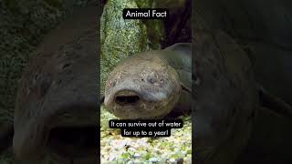 A Fish That Can Survive Out Of Water - The Lungfish