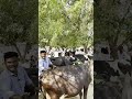 🐄🐂 #Bull#bail#cow #buffalo market in kashti maharashtra India