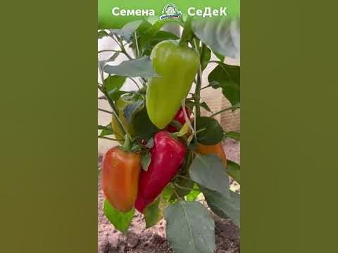 Невысокий сладкий ранний перец. Для открытого грунта! - YouTube