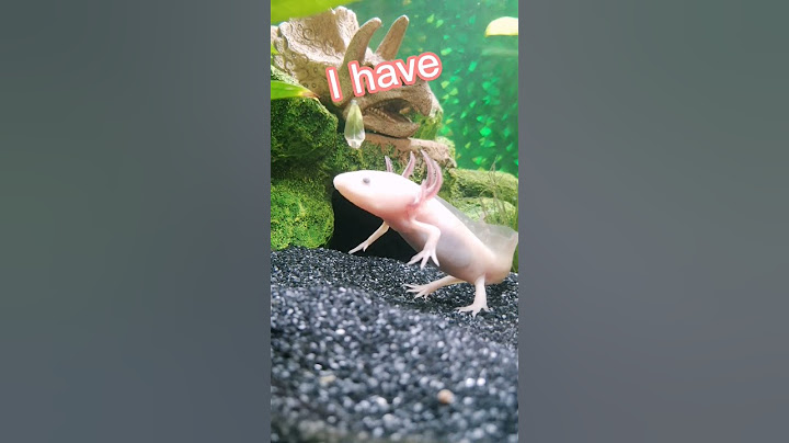 SO CUTE!!! #axolotl #cute #diego #pet