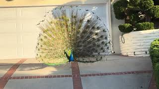 Peacock mating, ritual part four 4/19/2025