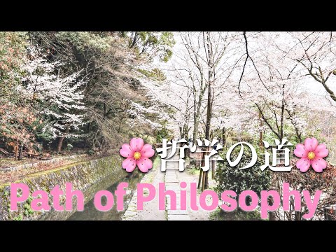 |PATH OF PHILOSOPHY| Journey through Kyoto's famous Cherry Blossom road🌸 Full Bloom 4th Apr 2024