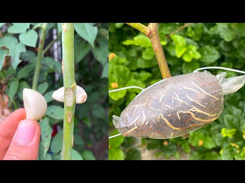 How to make rose branches only have roots on one side