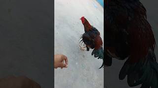 😱Aseel Masti ☠️💫#viralshort#aseelmurga #unfrezzmyaccount #dialoguebazzi#mushi302 #love#musicanddance