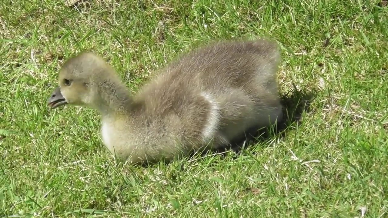 rain man Greylag Goose Anser anser British Birds and Wildlife UK