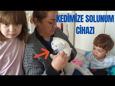 Video: Kedilerde Astım