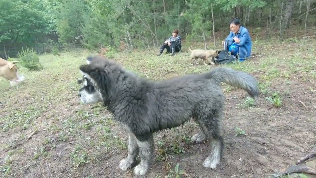 第一次带毛孩子上山看牛，四个小伙伴见面场景真有趣！景色太美啦 #三农  #农村生活  #牛  #热门