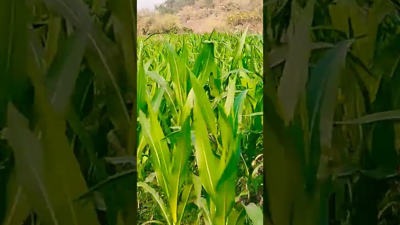 👳🌽యాసంగి  వ్యవసాయం మక్కా పంట…🌽🌽 🌽🙏🫵🌅🌅