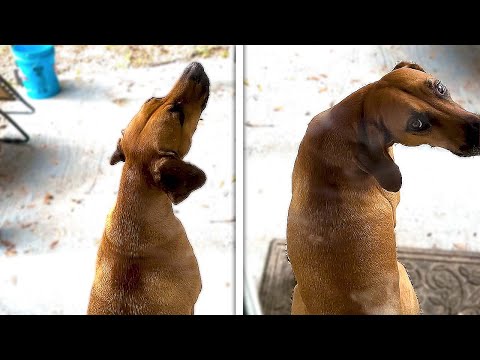 DOG HOWLS AT SIRENS - REACTION VIDEO - Sirens make your Dog howl