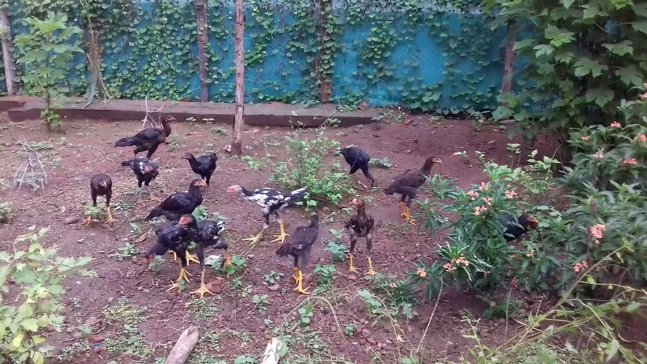 Sale for natu kodulu "9949489135"