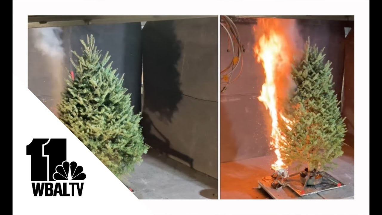 Fire quickly burns on driedout Christmas trees, demo shows YouTube