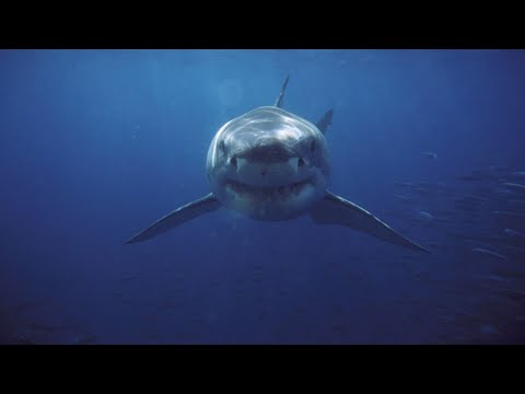 Video: Jesu li morski psi ozlijeđeni u grmljavini?