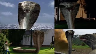 Komodo Vs. Cobra 2005 - Giant Cobra Screen Time