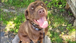LABRADOR βRANGERβ| AWESOME OBEDIENCE | CENTRAL MINNESOTA