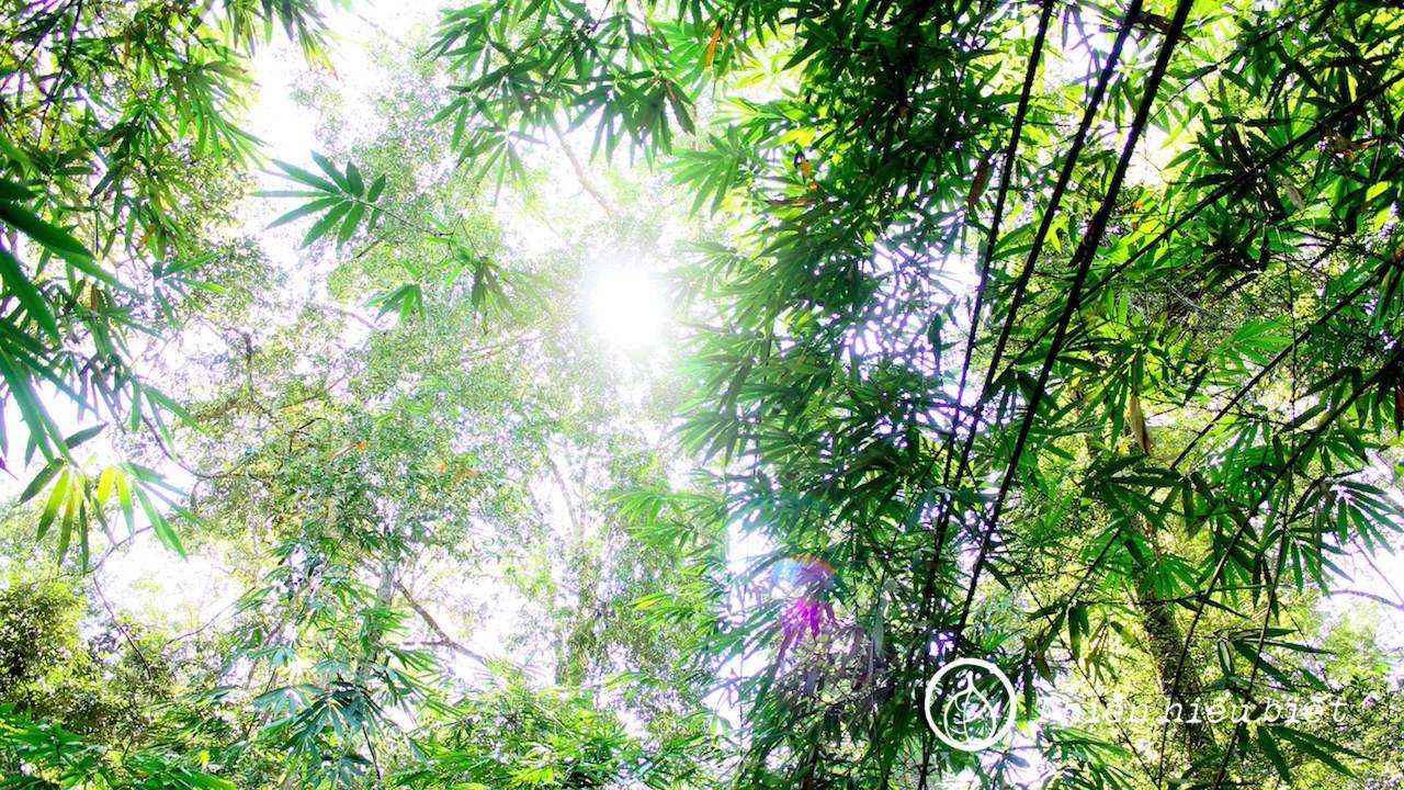 Sư Minh Niệm || Cái gì cũng đều là mầu nhiệm || Bản Hoa Anh Đào ||  28.10.2015 Sư Minh Niệm || Cái gì cũng đều là mầu nhiệm || Bản Hoa Anh Đào ||  28.10.2015