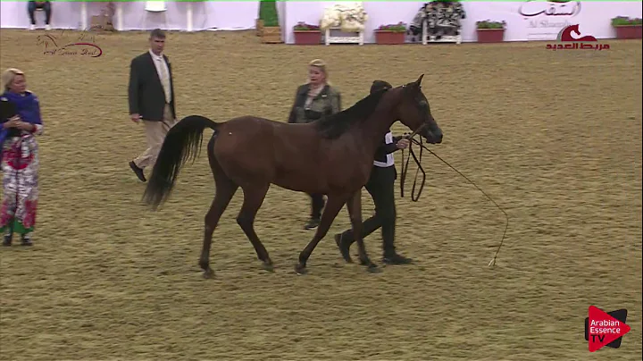 N 122 MAYAR ELMSAREER   2019 Al Shaqab Arabian Hor...