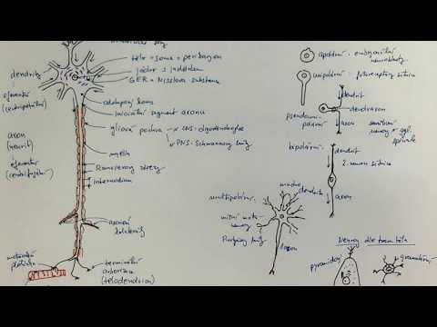 Video: Rozdiel Medzi Unipolárnym A Pseudounipolárnym Neurónom