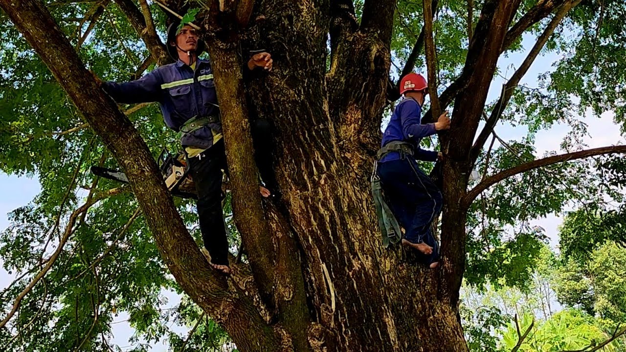 Suspense | Sawing a super giant Trembesi tree / Hồi hộp | Cưa cây ...