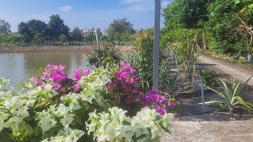 Cắt tỉa hoa giấy ra hoa nhiều ngày tết l Chăm sóc hoa giấy Tết 