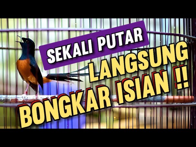 Pancingan Murai batu bongkar isian || pancingan emosi murai batu agar bongkar isian class=