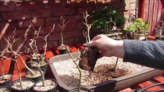 Creating Large Beech Bonsai Forest April 2019